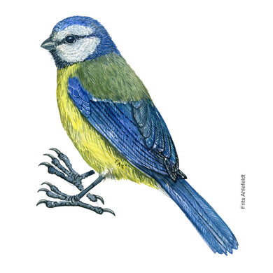 Dw01172 Original Blue tit watercolor