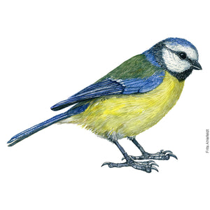 Dw01173 Original Blue tit watercolor