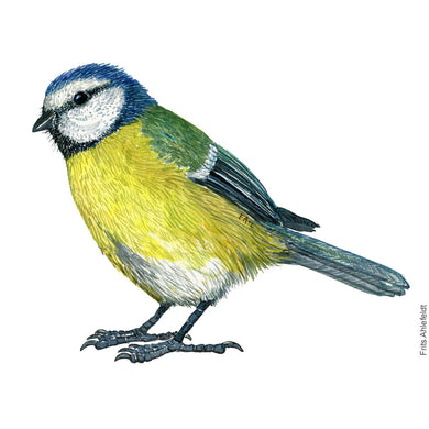 Dw01174 Original Blue tit watercolor