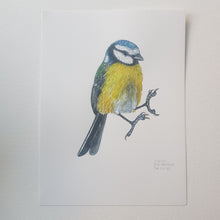 Load image into Gallery viewer, Dw01175 Original Blue tit watercolor