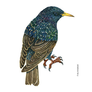 Dw01176 Original European starling watercolor