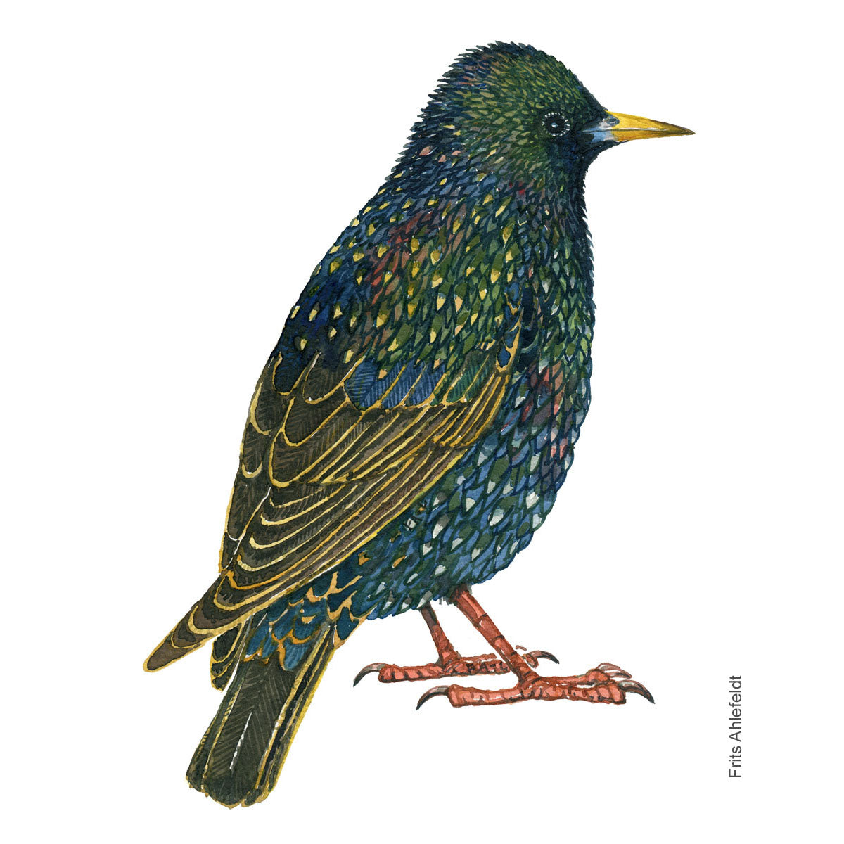 Dw01177 Original European starling watercolor – Frits Ahlefeldt Art