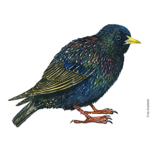 Dw01178 Original European starling watercolor