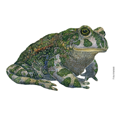 Dw01180 Original European green frog watercolor