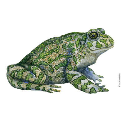 Dw01181 Original European green frog watercolor