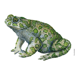 Dw01182 Original European green frog watercolor