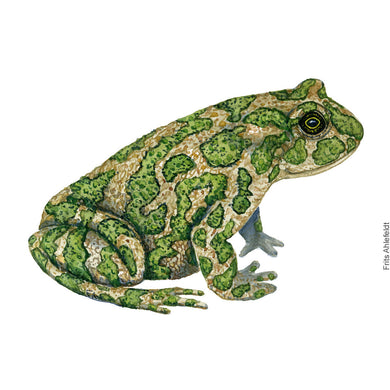 Dw01183 Original European green frog watercolor