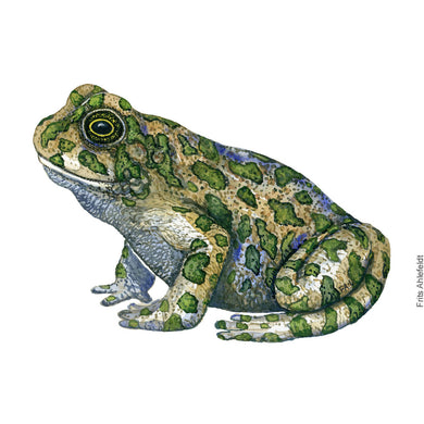 Dw01184 Original European green frog watercolor