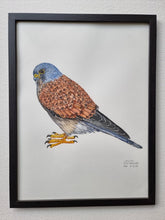 Load image into Gallery viewer, Dw01225 Original Common kestrel watercolor