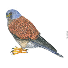 Load image into Gallery viewer, Dw01225 Original Common kestrel watercolor