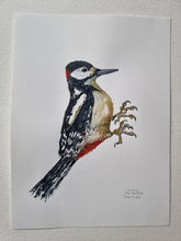 Load image into Gallery viewer, Dw01257 Original Spotted woodpecker watercolor