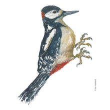 Load image into Gallery viewer, Dw01257 Original Spotted woodpecker watercolor
