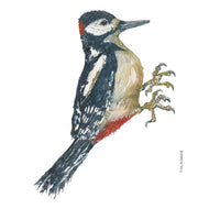 Dw01257 Original Spotted woodpecker watercolor