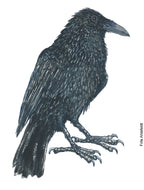 Dw01266 Original Raven watercolor