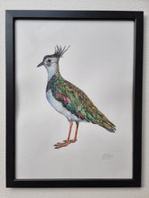 Load image into Gallery viewer, Dw01270 Original Northern lapwing watercolor
