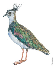 Load image into Gallery viewer, Dw01270 Original Northern lapwing watercolor