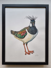Load image into Gallery viewer, Dw01271 Original Northern lapwing watercolor