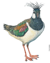 Load image into Gallery viewer, Dw01271 Original Northern lapwing watercolor