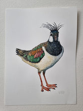 Load image into Gallery viewer, Dw01271 Original Northern lapwing watercolor