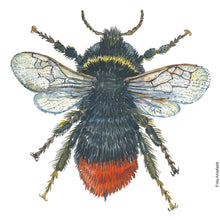 Load image into Gallery viewer, Dw01286 Original Red-tailed bumblebee watercolor