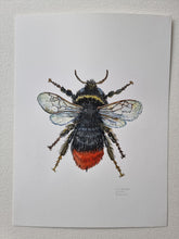 Load image into Gallery viewer, Dw01286 Original Red-tailed bumblebee watercolor