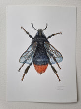 Load image into Gallery viewer, Dw01288 Original Red-tailed bumblebee watercolor