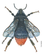 Dw01288 Original Red-tailed bumblebee watercolor