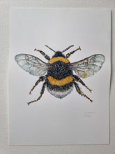 Load image into Gallery viewer, Dw01291 Original White-tailed bumblebee watercolor