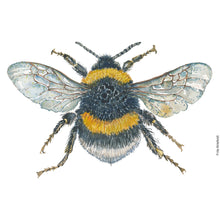 Load image into Gallery viewer, Dw01291 Original White-tailed bumblebee watercolor