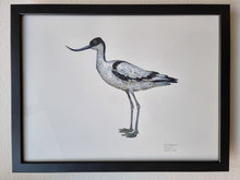 Load image into Gallery viewer, Dw01297 Original Pied avocet watercolor