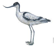 Dw01297 Original Pied avocet watercolor