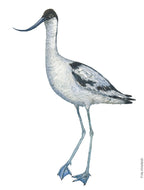 Dw01298 Original Pied avocet watercolor