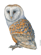 Dw01301 Original Barn owl watercolor