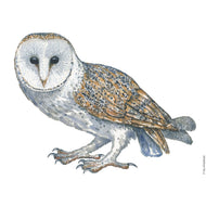Dw01303 Original Barn owl watercolor