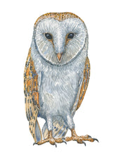 Load image into Gallery viewer, Dw01304 Original Barn owl watercolor