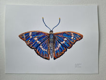 Load image into Gallery viewer, Dw01306 Original Lesser purple emperor butterfly