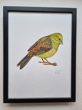 Load image into Gallery viewer, Dw01319 Original Yellowhammer watercolor