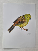 Load image into Gallery viewer, Dw01319 Original Yellowhammer watercolor