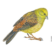 Load image into Gallery viewer, Dw01319 Original Yellowhammer watercolor