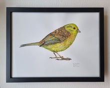 Load image into Gallery viewer, Dw01320 Original Yellowhammer watercolor