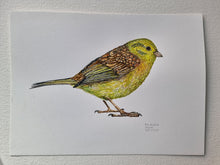 Load image into Gallery viewer, Dw01320 Original Yellowhammer watercolor