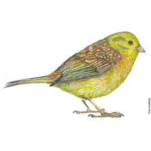 Load image into Gallery viewer, Dw01320 Original Yellowhammer watercolor