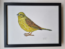 Load image into Gallery viewer, Dw01321 Original Yellowhammer watercolor