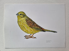 Load image into Gallery viewer, Dw01321 Original Yellowhammer watercolor