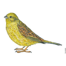 Load image into Gallery viewer, Dw01321 Original Yellowhammer watercolor