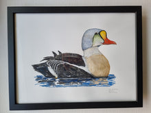 Load image into Gallery viewer, Dw01323 Original King eider watercolor