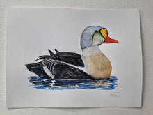 Load image into Gallery viewer, Dw01323 Original King eider watercolor