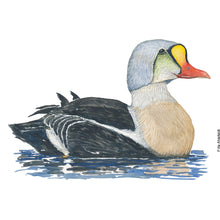 Load image into Gallery viewer, Dw01323 Original King eider watercolor