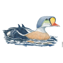Load image into Gallery viewer, Dw01324 Original King eider watercolor