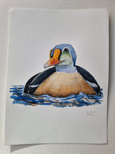 Load image into Gallery viewer, Dw01325 Original King eider watercolor
